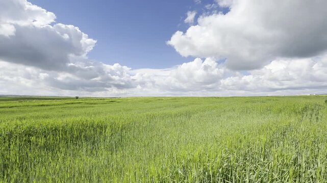 Sunny Blue Sky Over Green Wheat Fields with White Clouds &mdash; Scenic Nature Landscape in Summer Daylight 4K HDR