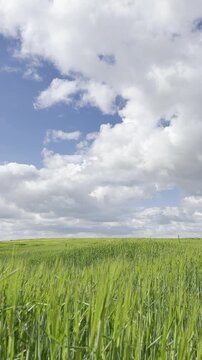 Sunny Blue Sky Over Green Wheat Fields with White Clouds &mdash; Scenic Nature Landscape in Summer Daylight 4K HDR