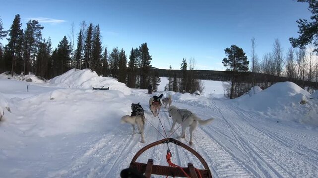 Immersive winter adventure with husky team crossing snowy terrain in Swedish Lapland