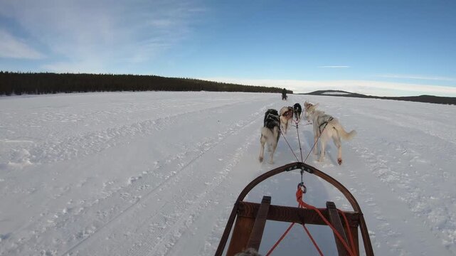 Scenic husky sledding through pristine snow landscapes in Swedish Lapland, relaxing travel video
