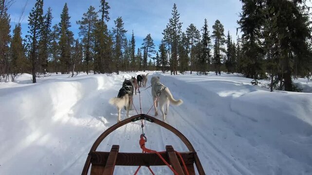 Epic dog sled journey across winter wonderland in Swedish Lapland, immersive Arctic travel video