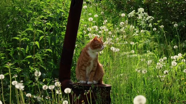Orange and white cat calmly perched on a wooden structure surrounded by lush green grass and numerous dandelions reaching the flowering stage.