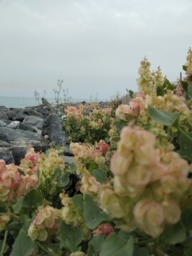 Soft pastel flowers near the sea with blurred background and dreamy aesthetic composition.