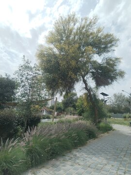 Tall tree captured against a cloudy sky in a peaceful outdoor park environment.