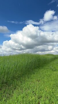 Sunny Blue Sky Over Green Wheat Fields with White Clouds &mdash; Scenic Nature Landscape in Summer Daylight 4K HDR