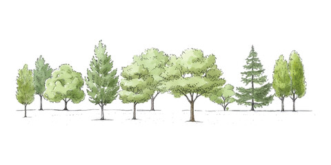 Row of green forest trees sketch illustration with various deciduous and coniferous tree shapes © md