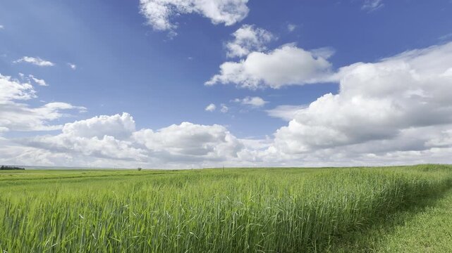 Sunny Blue Sky Over Green Wheat Fields with White Clouds &mdash; Scenic Nature Landscape in Summer Daylight 4K HDR