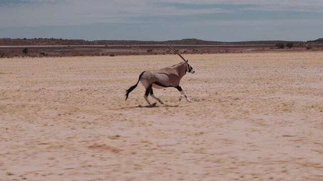 Gemsbok oryx running through arid desert landscape of namibia, africa