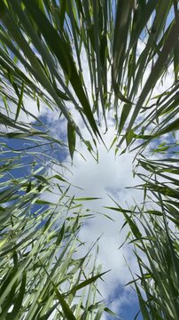 Sunny Blue Sky Over Green Wheat Fields with White Clouds &mdash; Scenic Nature Landscape in Summer Daylight 4K HDR