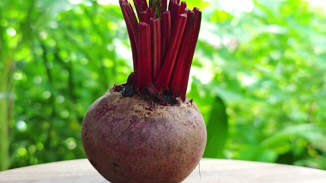 fresh beetroot on wooden background