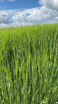 Sunny Blue Sky Over Green Wheat Fields with White Clouds &mdash; Scenic Nature Landscape in Summer Daylight 4K HDR