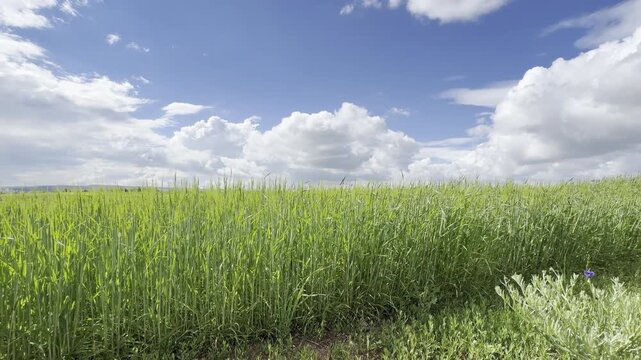 Sunny Blue Sky Over Green Wheat Fields with White Clouds &mdash; Scenic Nature Landscape in Summer Daylight 4K HDR