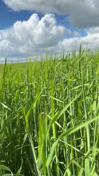 Sunny Blue Sky Over Green Wheat Fields with White Clouds &mdash; Scenic Nature Landscape in Summer Daylight 4K HDR