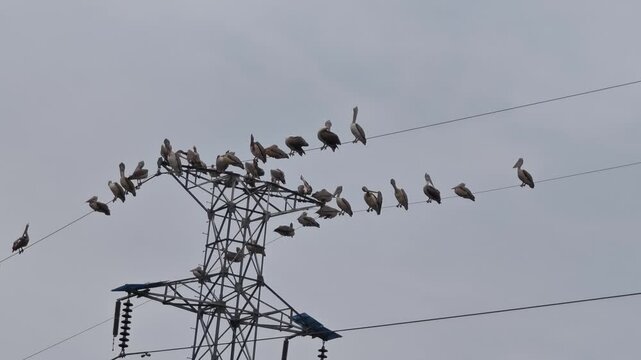 A flock of birds perched on an electric pole.