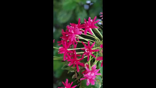 Rangoon Creeper Flower in the Garden.