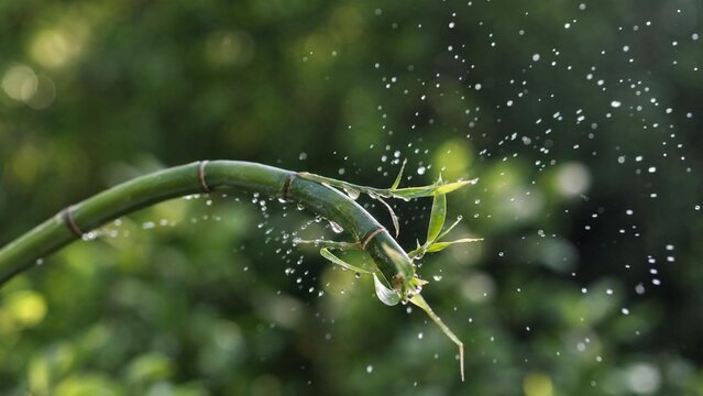 flinging. A flexible bamboo branch recoiling, flinging water droplets into the air. gardening catalogs, home-decor guides, designed for home decor and floral branding, used by procurement managers.