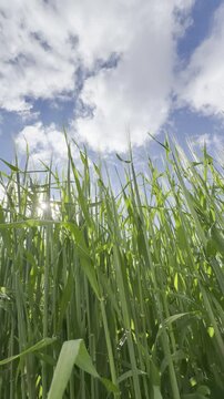 Sunny Blue Sky Over Green Wheat Fields with White Clouds &mdash; Scenic Nature Landscape in Summer Daylight 4K HDR