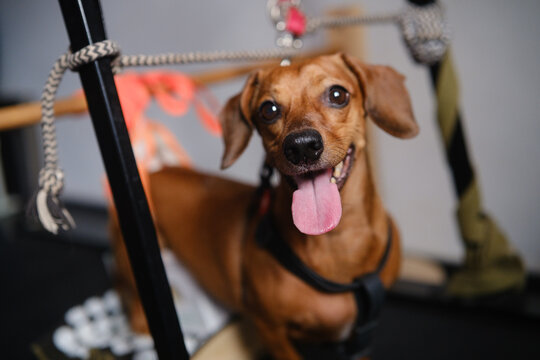 Paralyzed dachshund in support harness during IVDD rehabilitation exercise