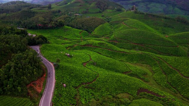 Scenic Aerial View of Winding Road Passing Through Lush Green Tea Plantations in Munnar with Rolling Hills, Misty Mountain Landscape, Tropical Agriculture, Peaceful Countryside Scenery and Beautiful K