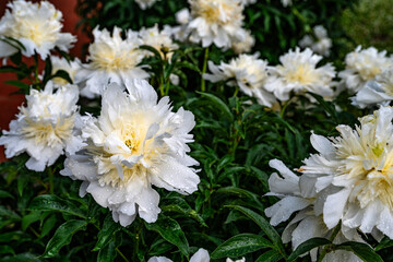 Obraz premium Beautiful white peonies in the garden. Flowering white peonies in the garden.