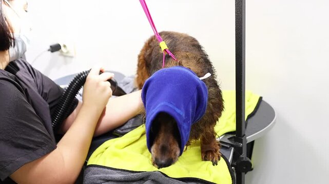 Groomer delicately drying red dachshund, Pet grooming professional carefully blow drying brown canine, Focused groomer using handheld dryer on small doxie with calming routine. Grooming process.