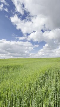 Sunny Blue Sky Over Green Wheat Fields with White Clouds &mdash; Scenic Nature Landscape in Summer Daylight 4K HDR