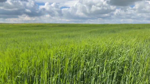 Sunny Blue Sky Over Green Wheat Fields with White Clouds &mdash; Scenic Nature Landscape in Summer Daylight 4K HDR