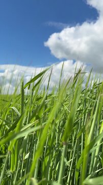 Sunny Blue Sky Over Green Wheat Fields with White Clouds &mdash; Scenic Nature Landscape in Summer Daylight 4K HDR