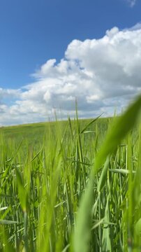 Sunny Blue Sky Over Green Wheat Fields with White Clouds &mdash; Scenic Nature Landscape in Summer Daylight 4K HDR