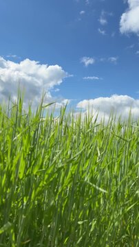 Sunny Blue Sky Over Green Wheat Fields with White Clouds &mdash; Scenic Nature Landscape in Summer Daylight 4K HDR