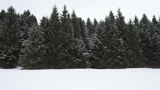 A winter line of tall spruce trees covered in a thick layer of white hoarfrost stands against a pale, overcast sky. The dense forest edge creates a heavily textured, monochromatic wall frozen needles