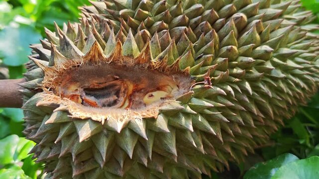 A squirrel bites a durian.