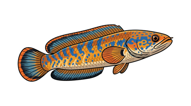 Exotic Channa Argus Fish Illustration - Striped Snakehead Aquatic Life