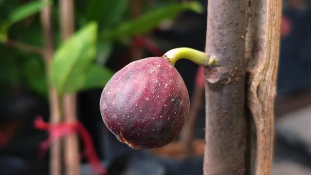 Figs on the branch of a fig tree