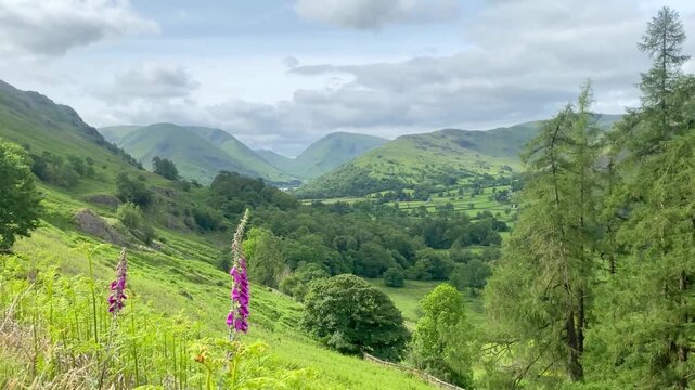 Scenic view of Patterdale valley and Ullswater with purple foxgloves in the Lake District