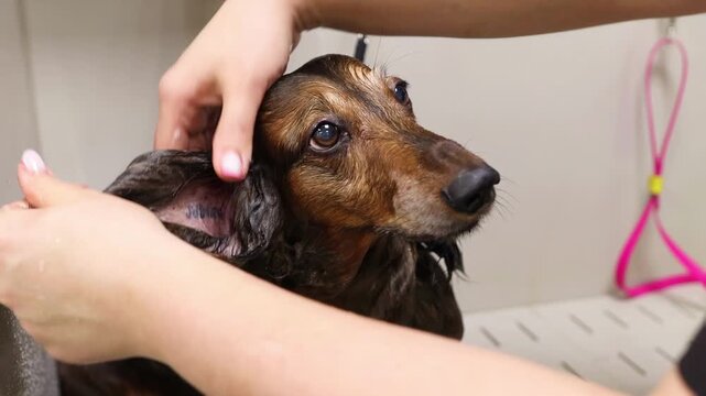 Dog grooming process in bathroom, dachshund getting washed with shampoo. Animal care, hygiene and veterinary lifestyle theme, cute pet portrait during bathing routine, home environment.