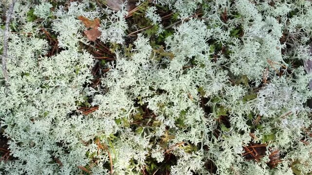 Natural texture of reindeer lichen in forest habitat. Ideal background for ecological, environmental, botanical, and biological research themes.