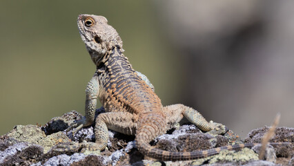 Fototapeta premium Roughtail rock agama (Laudakia stellio) lizard sunbathing on a rock in the Cyprus countryside during June