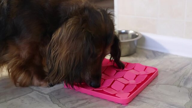 Small dachshund investigating a treat dispenser toy, carefully figuring out the puzzle compartments to earn tasty rewards, demonstrating intelligence, curiosity, and persistence.