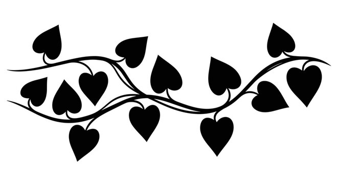 Black heart shaped leaf vine 1.