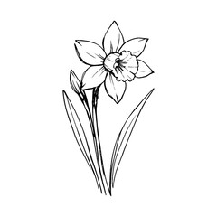 Obraz premium PNG Elegant daffodil sketch illustration