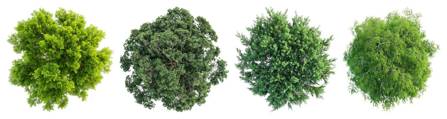 Fototapeta premium PNG Lush vibrant green tree tops, transparent background