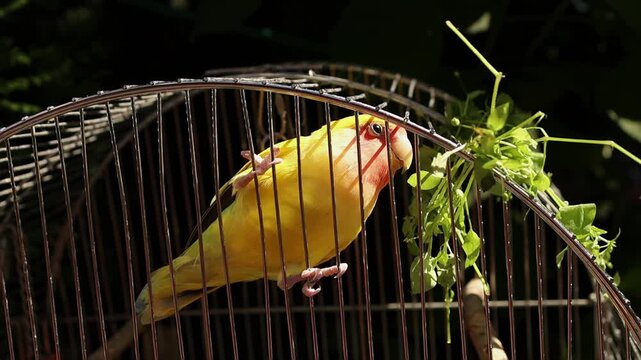 Bright parrot in golden feathers resting on cage perch, bell and swing toys visible, outdoor scene with lush green plants creating natural contrast against shaded backdrop.