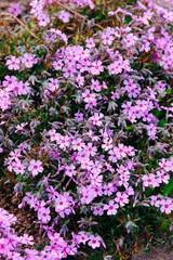 Obraz premium Ground cover of small pink flowers growing outdoors
