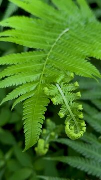 close up of  fresh green fern leaves background