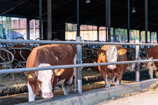 Simmental cows standing in a modern open dairy barn at a farm, livestock cattle with yellow ear tags in a clean cowshed, agricultural and animal welfare concept, St Ottilien, Bavaria, Germany.