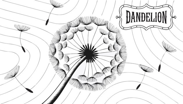 Very beautiful black-and-white engraved vector illustration featuring DANDELION SEED HEAD with intricate seed details, delicate textures, soft engraved background, and a decorative label reading "DAND