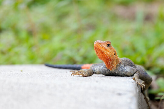 A Peter's rock agama (Agama picticauda), a nonnative species in Florida