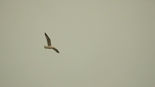 Seagull flight sky gliding through pale overcast background showcasing the graceful and effortless motion of avian flight in nature