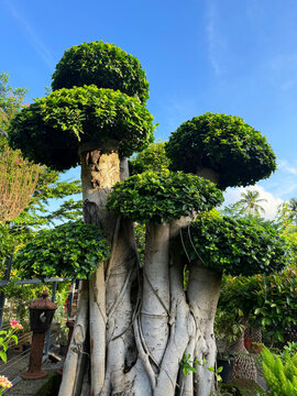 Bonsai tree in the garden